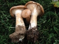 16 Clitocybe geotropa